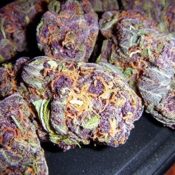 Deep Purple marijuana strain deep purple cannabis strain