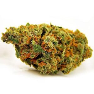 Jack Herer Marijuana Strain